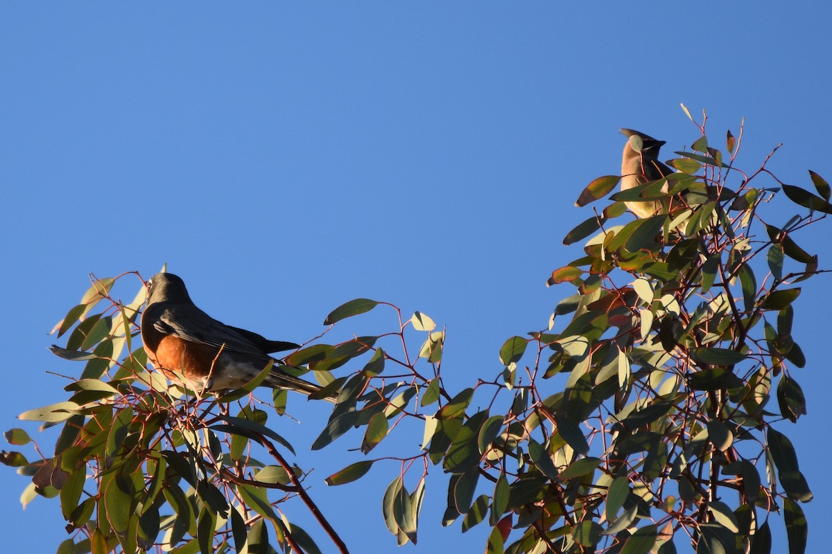 Cedar Waxwing - ML644266820