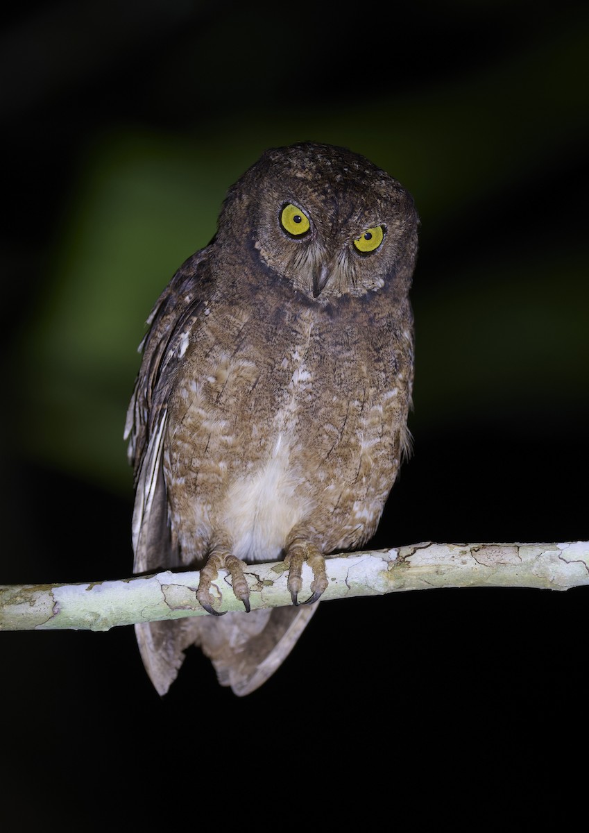 Сплюшка нікобарська - ML644266824