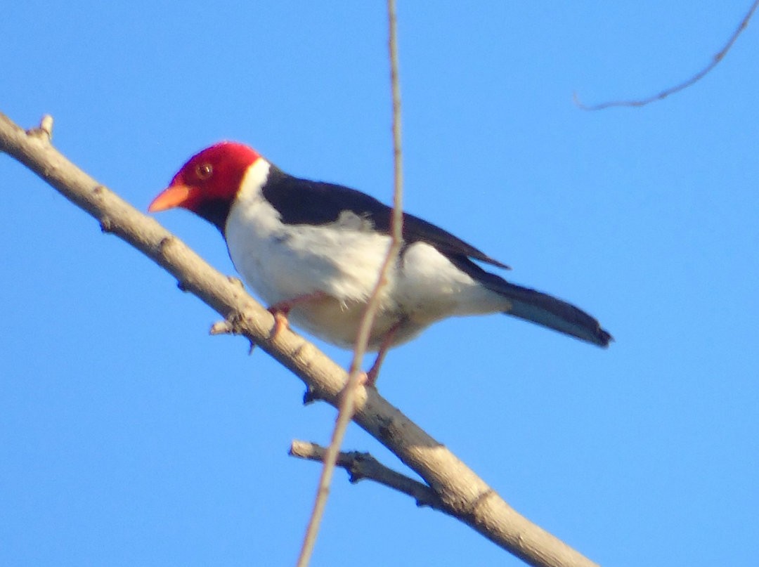 Yellow-billed Cardinal - ML644266826
