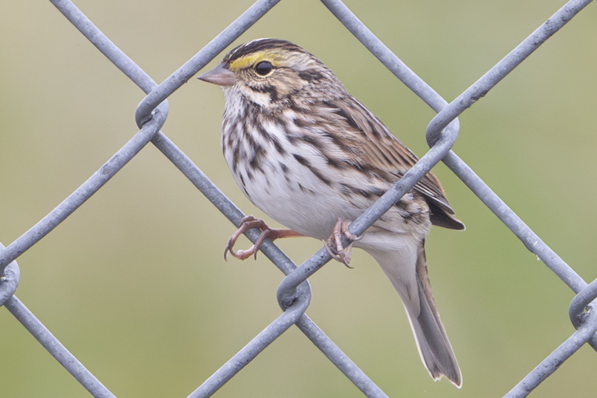 Savannah Sparrow - ML644266839
