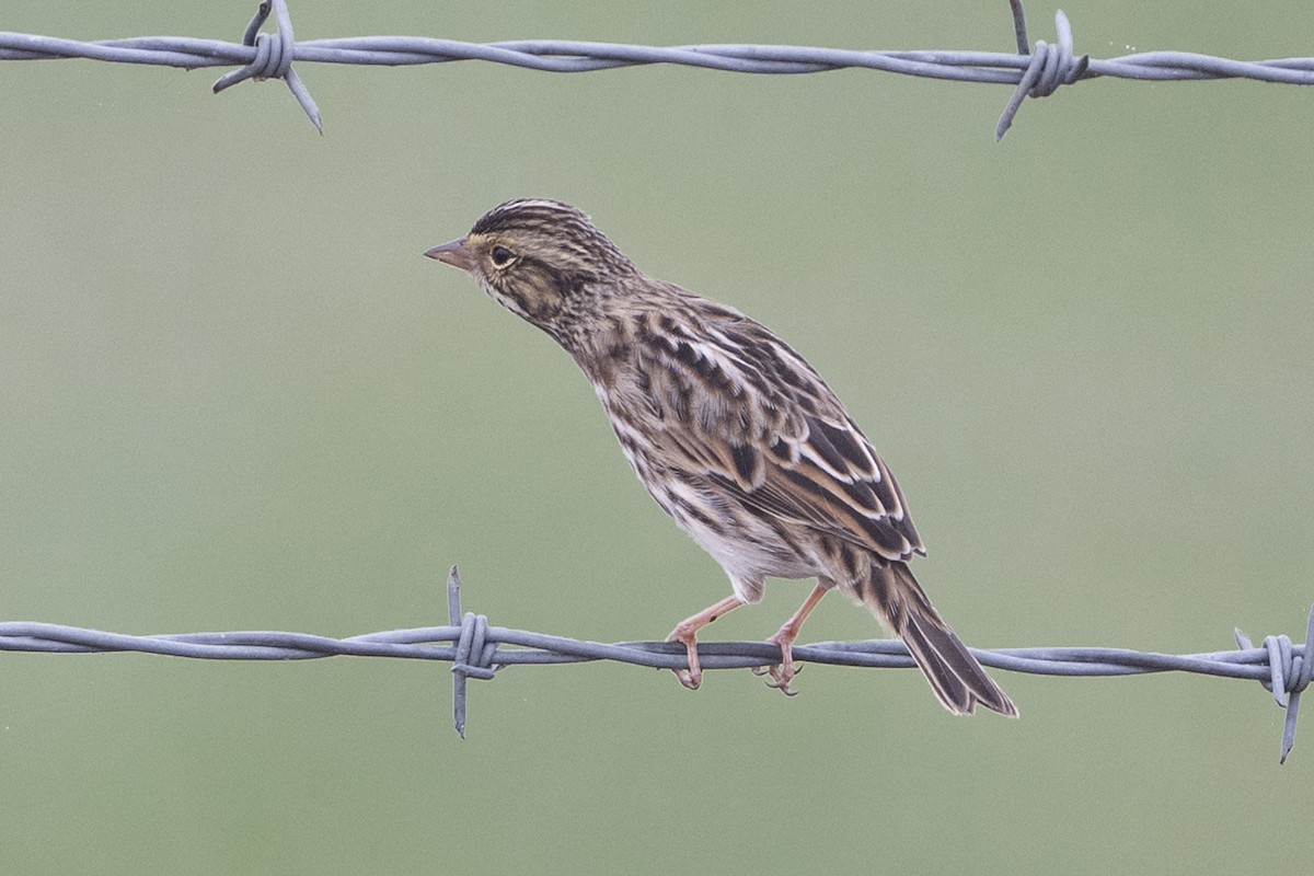 Savannah Sparrow - ML644266840