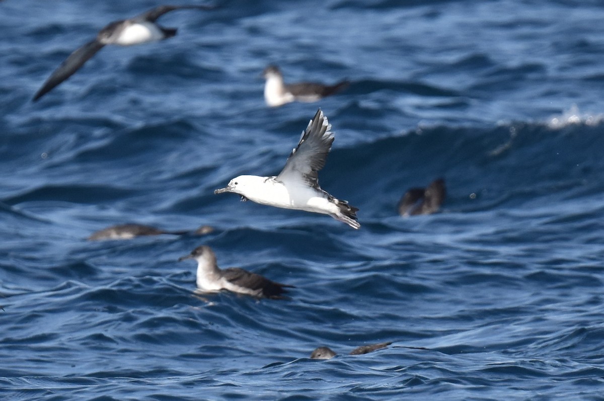 Black-vented Shearwater - ML644266844