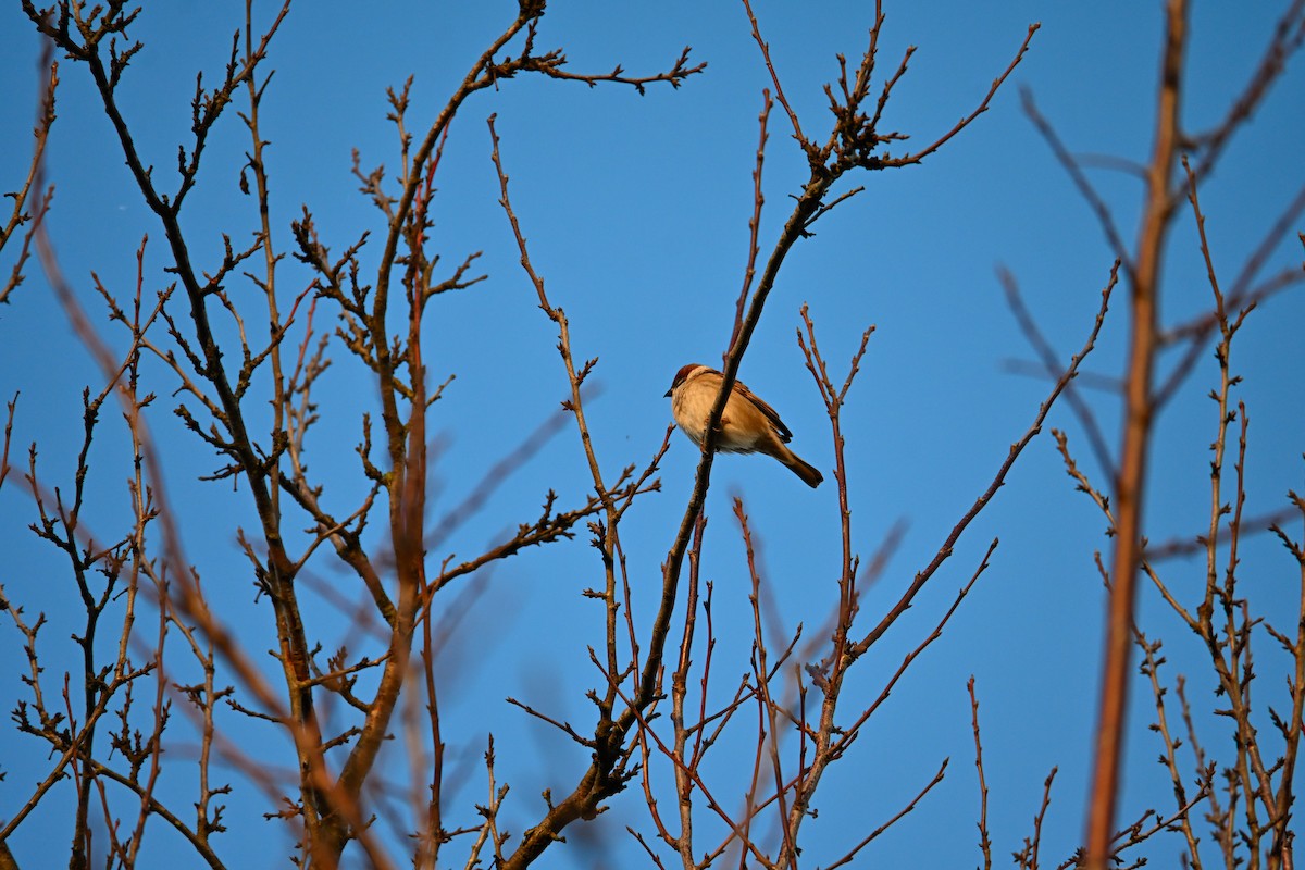 Ağaç Serçesi - ML644266845