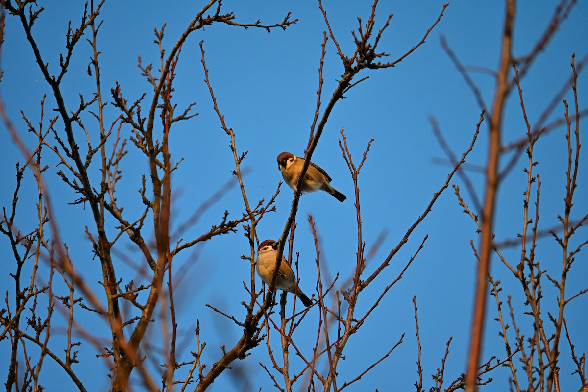 Ağaç Serçesi - ML644266846