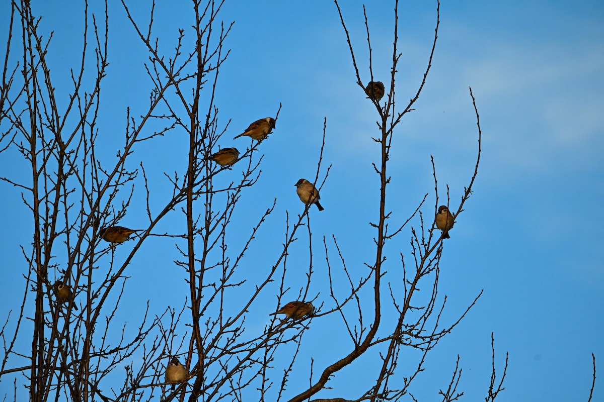 Ağaç Serçesi - ML644266847