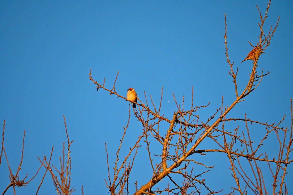 Ağaç Serçesi - ML644266848