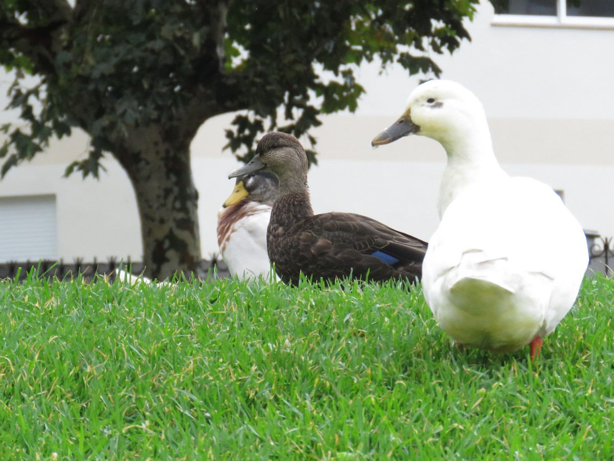 rødfotand - ML644266859