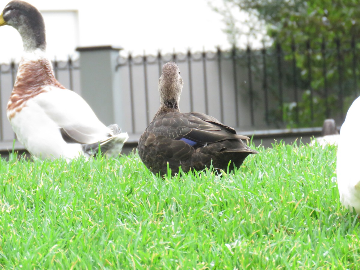 rødfotand - ML644266860