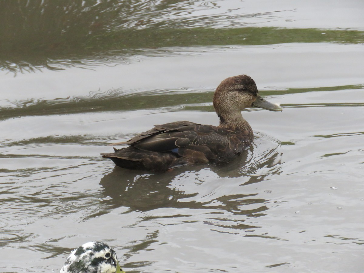 rødfotand - ML644266861