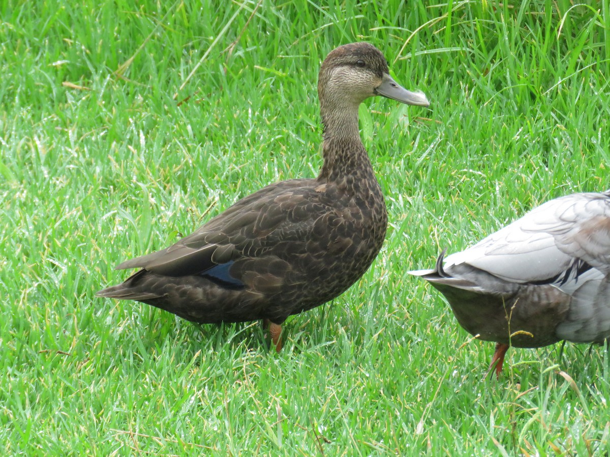 rødfotand - ML644266862