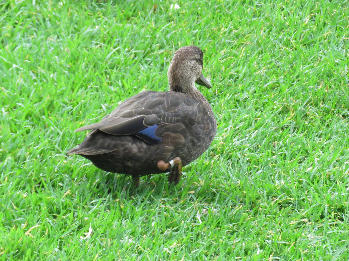 rødfotand - ML644266864