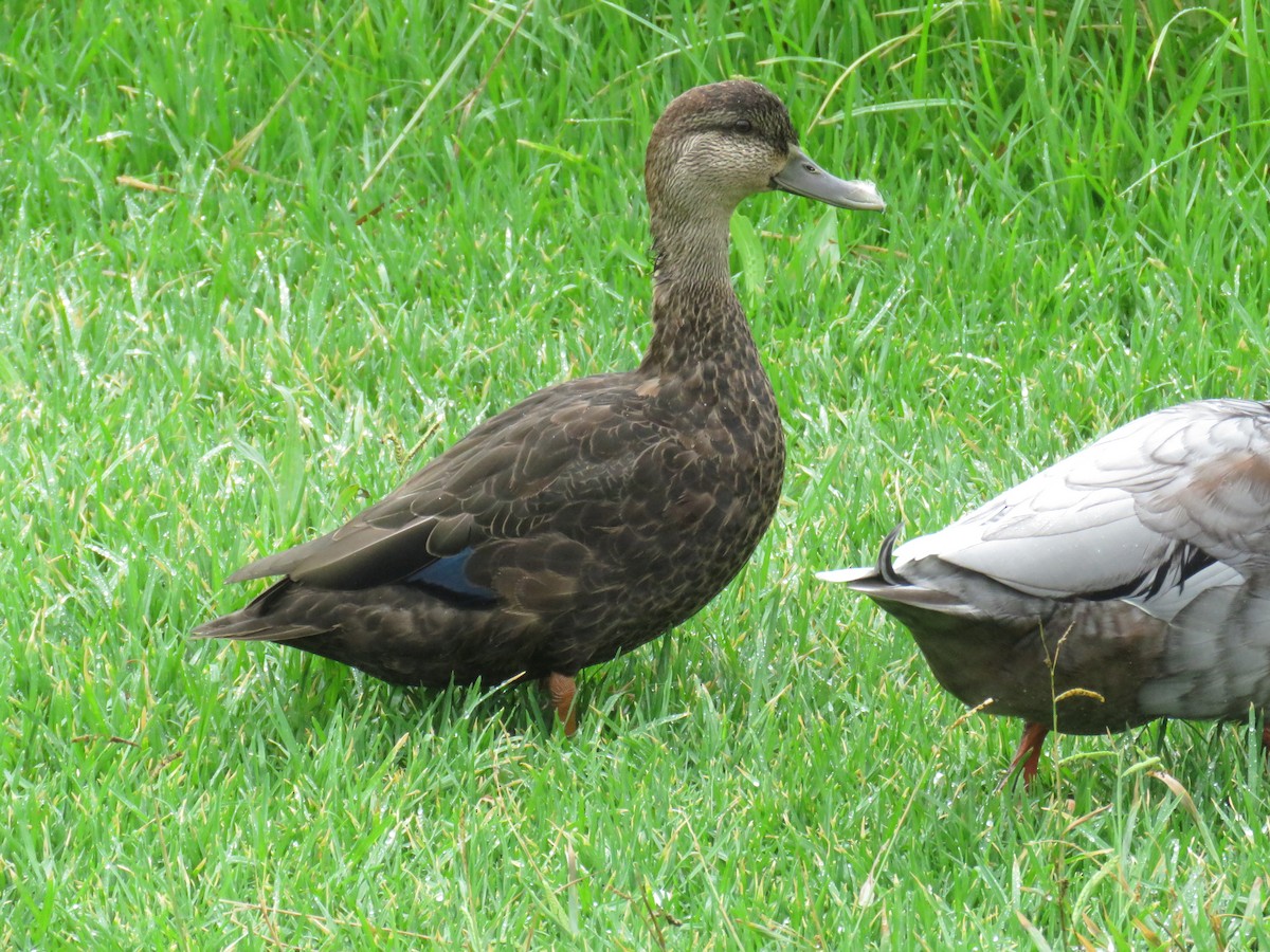 rødfotand - ML644266865