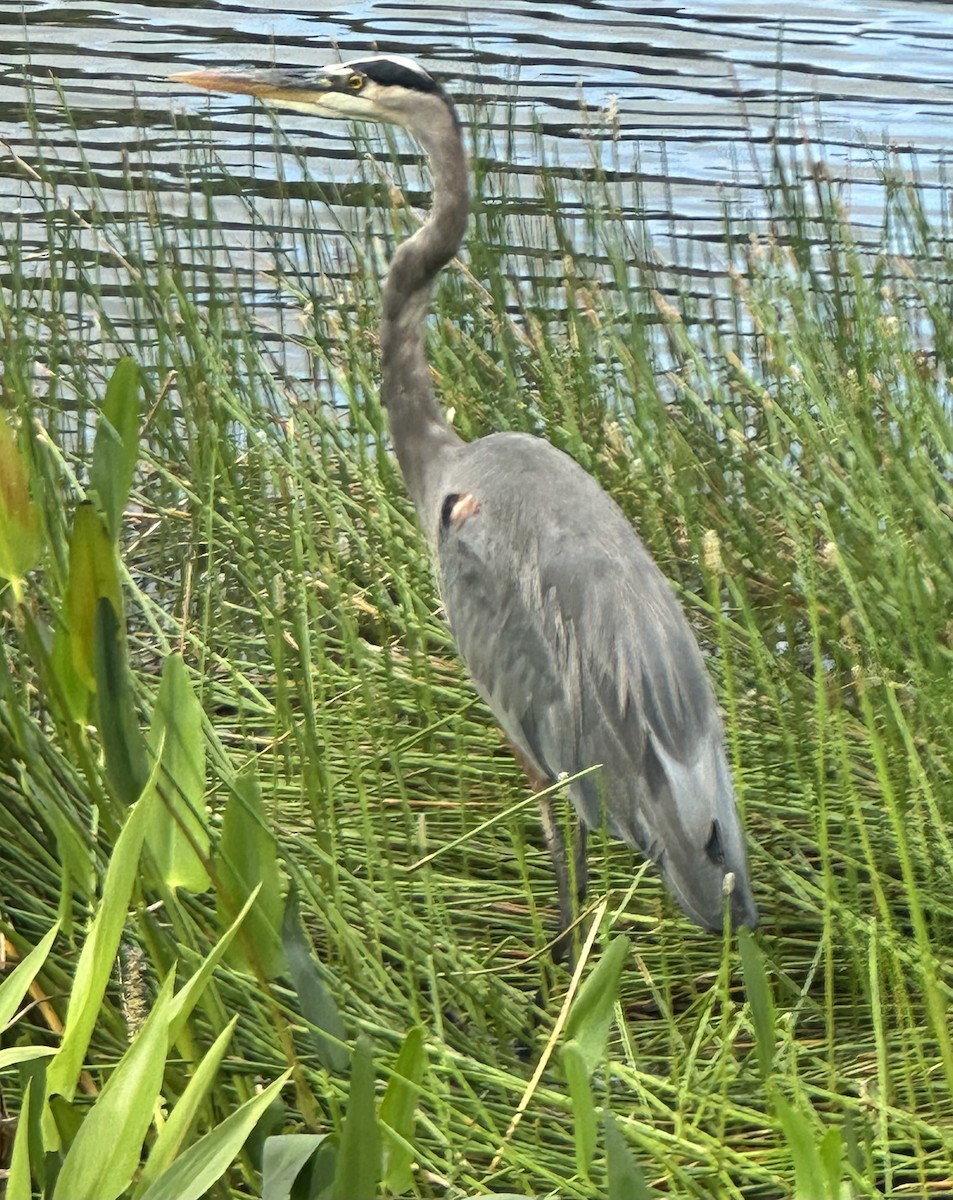 Great Blue Heron - ML644266867