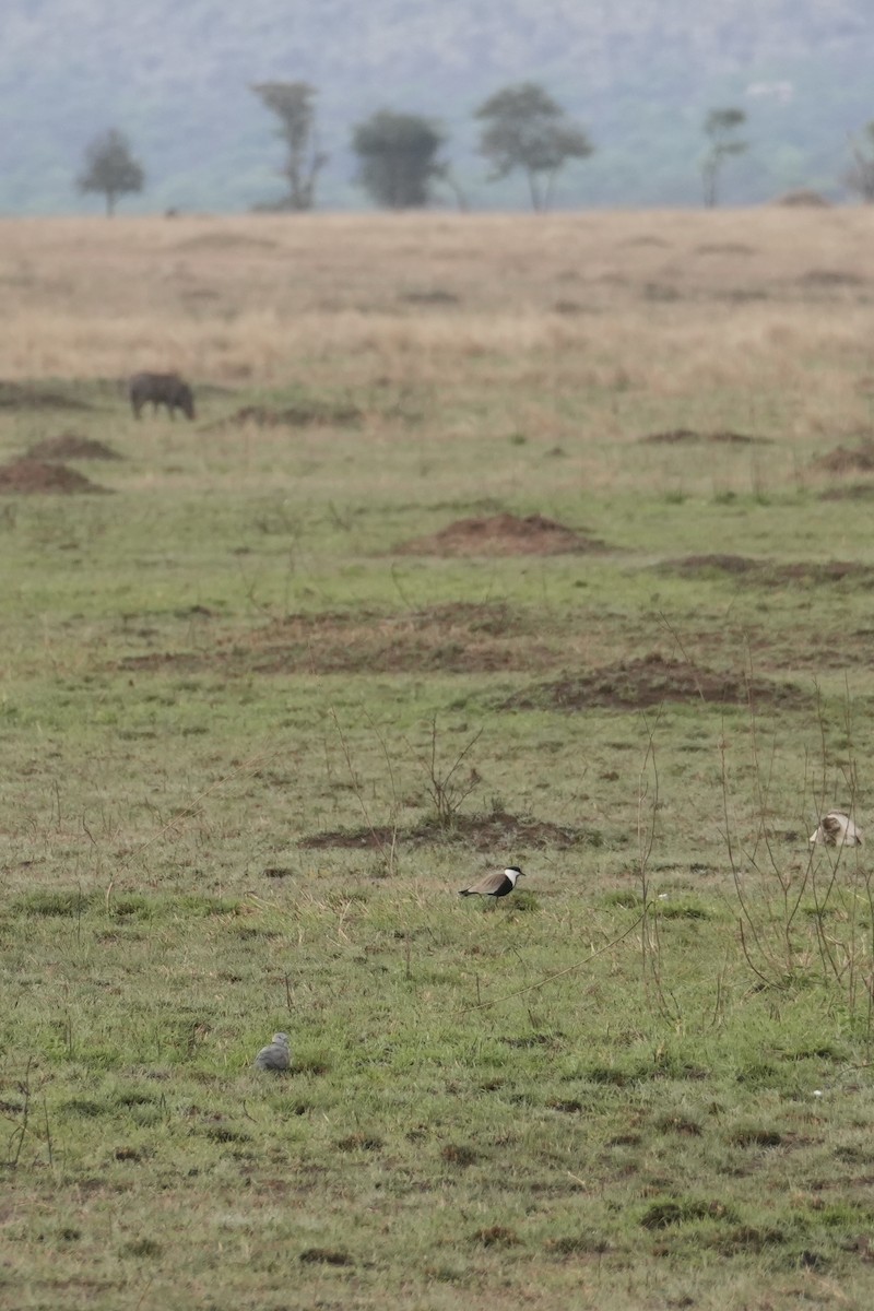 Vanneau à éperons - ML644266868