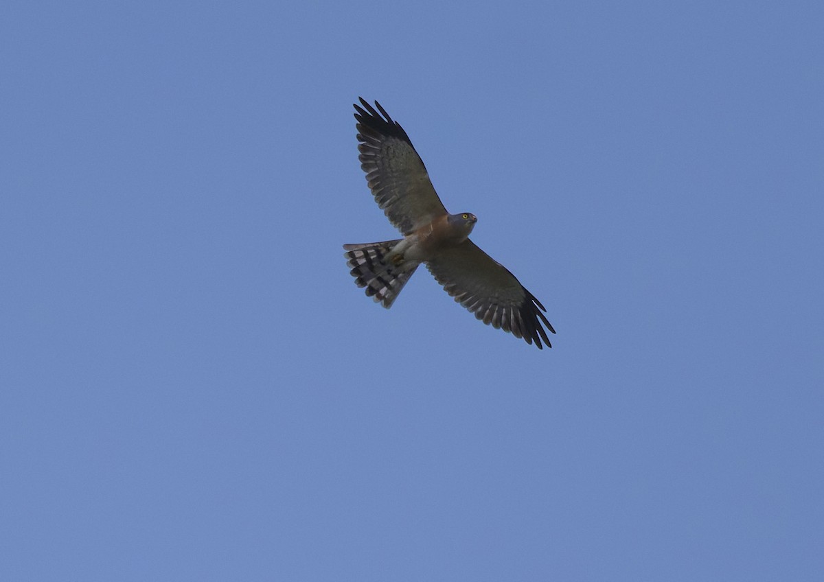 Chinese Sparrowhawk - ML644266887