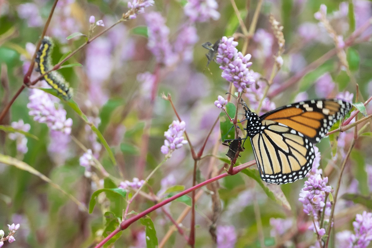 Monarch - ML644266909