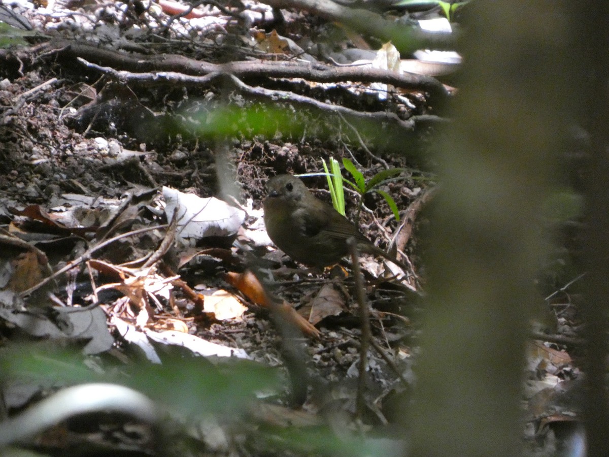 Atherton Scrubwren - ML644266910