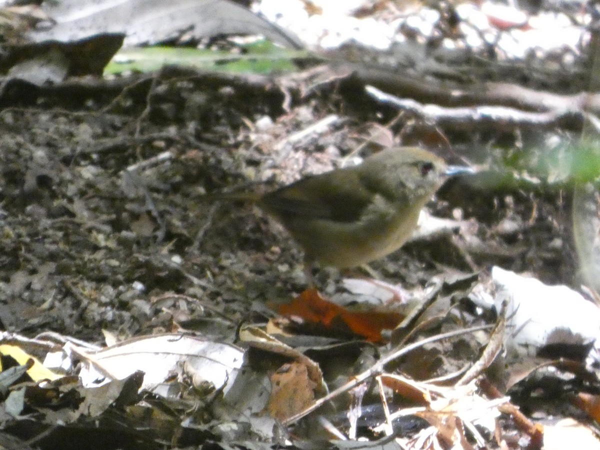Atherton Scrubwren - ML644266911