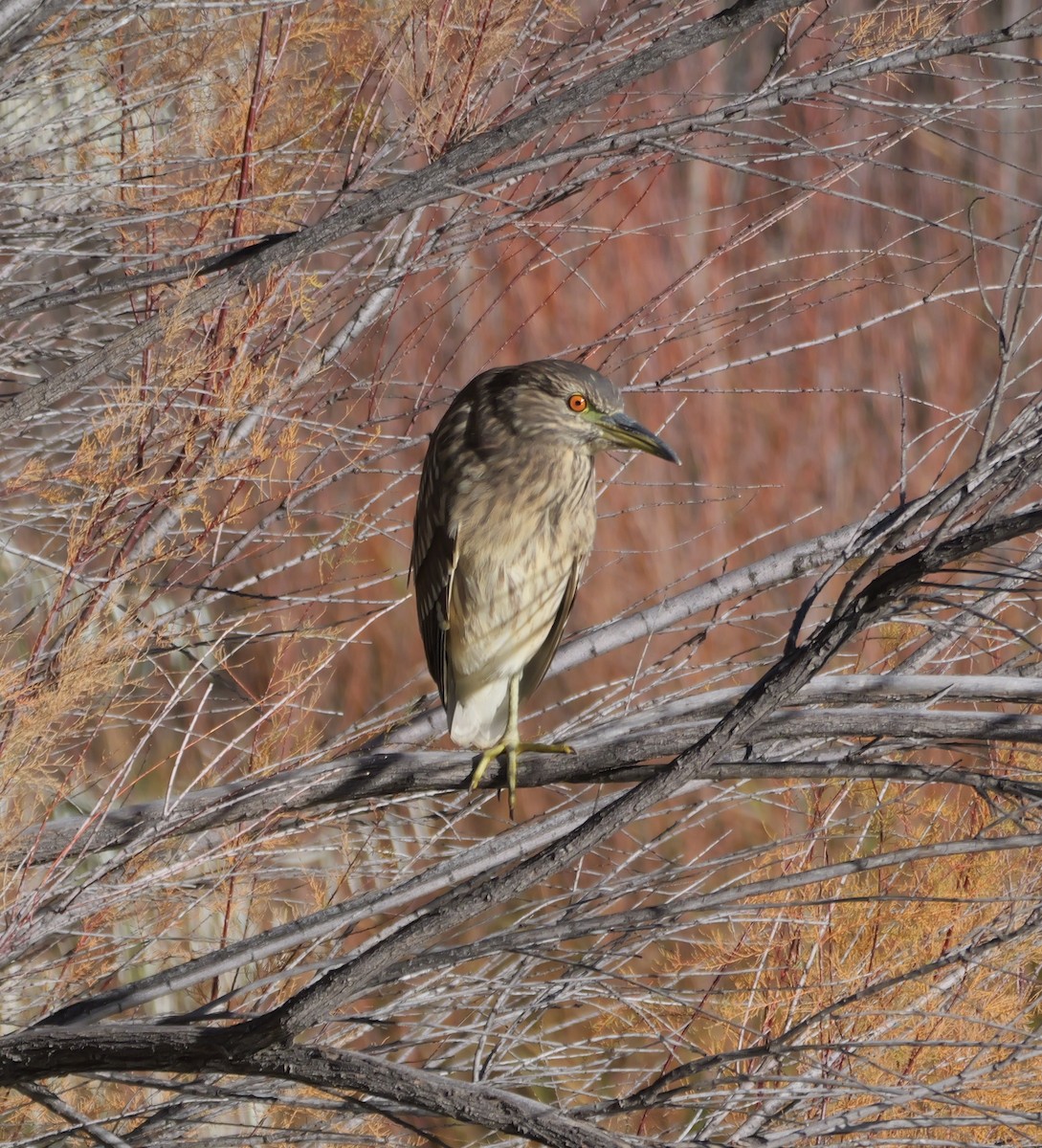Black-crowned Night Heron - ML644266918