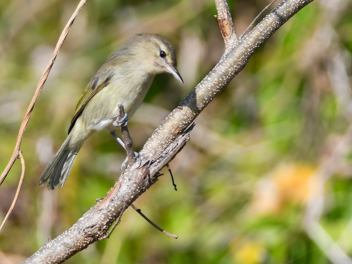 Schmalschnabelvireo - ML644266920