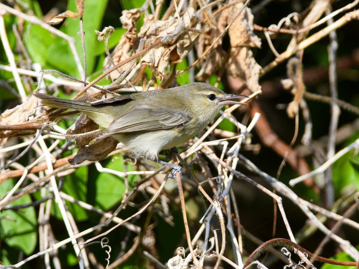 Schmalschnabelvireo - ML644266921