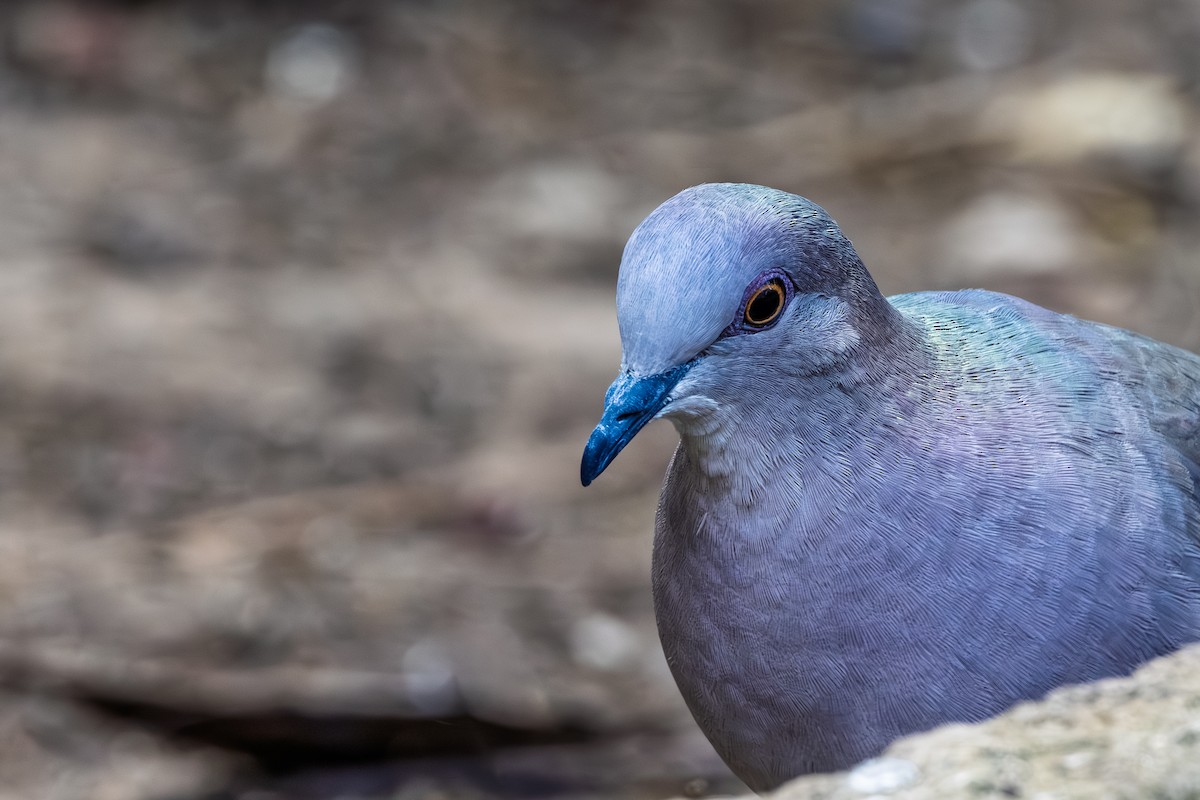 White-tipped Dove - ML644266923