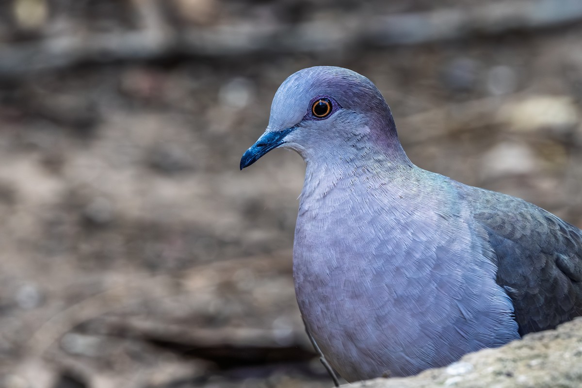 White-tipped Dove - ML644266924