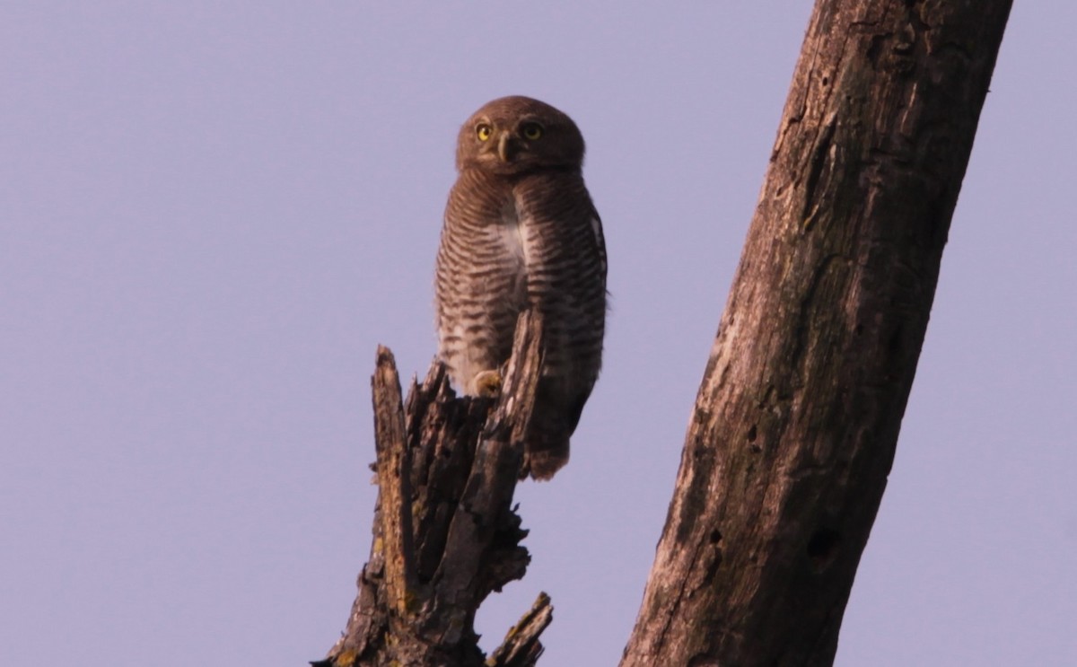 indiaugle - ML644266925