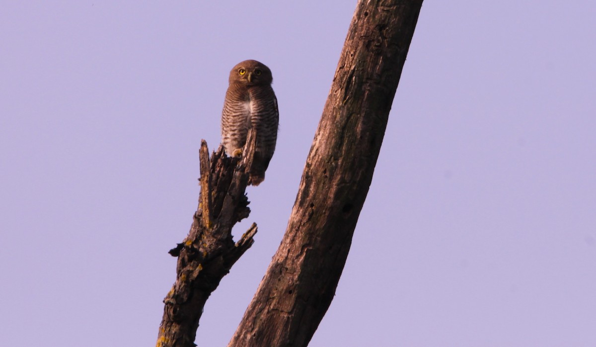 indiaugle - ML644266926