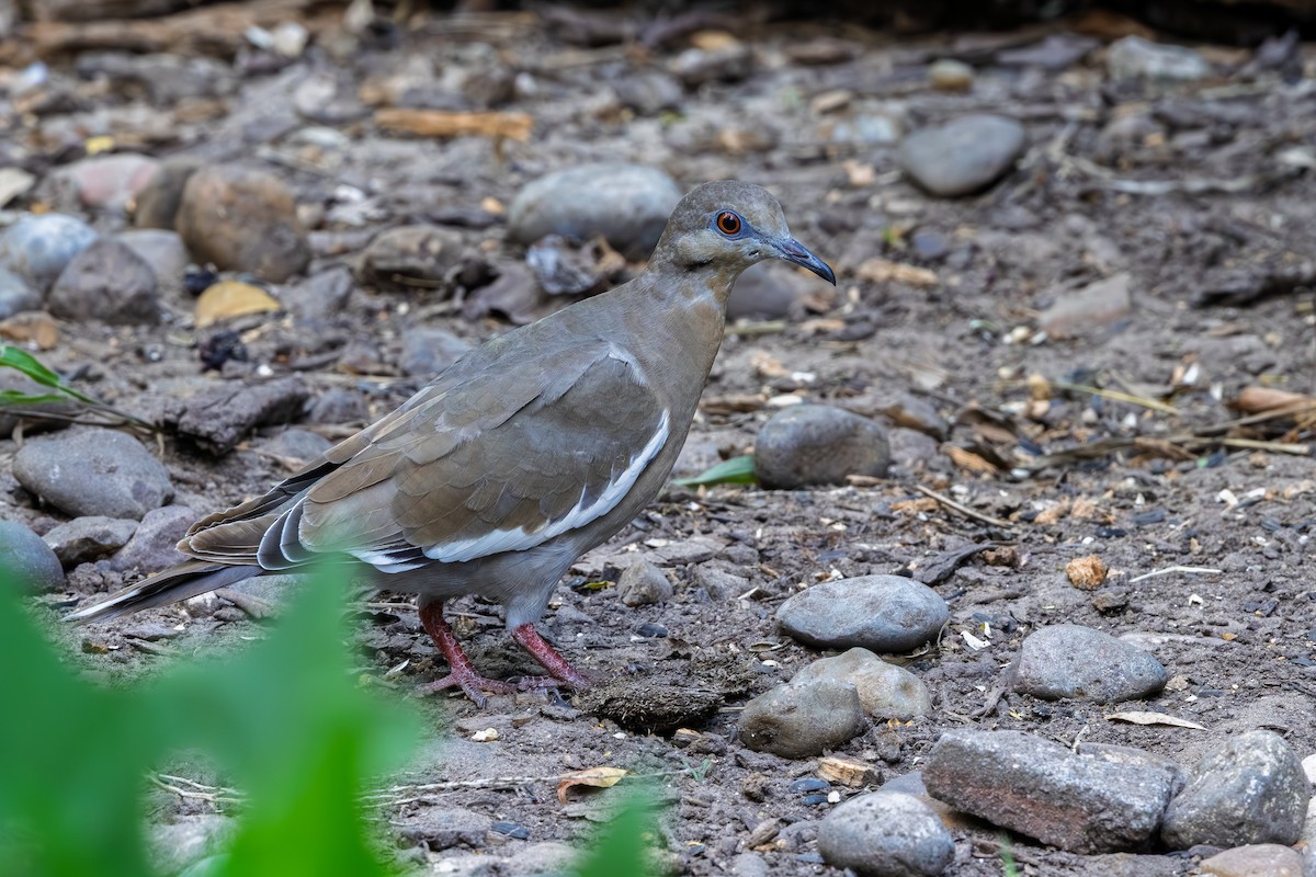 White-winged Dove - ML644266936