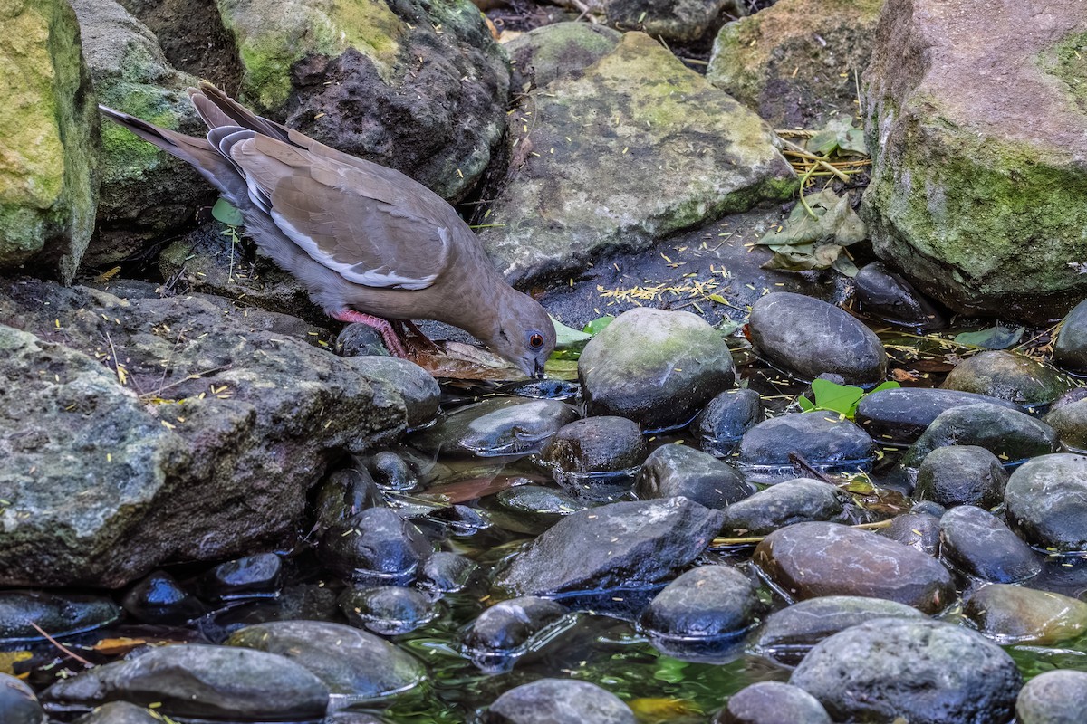 White-winged Dove - ML644266937