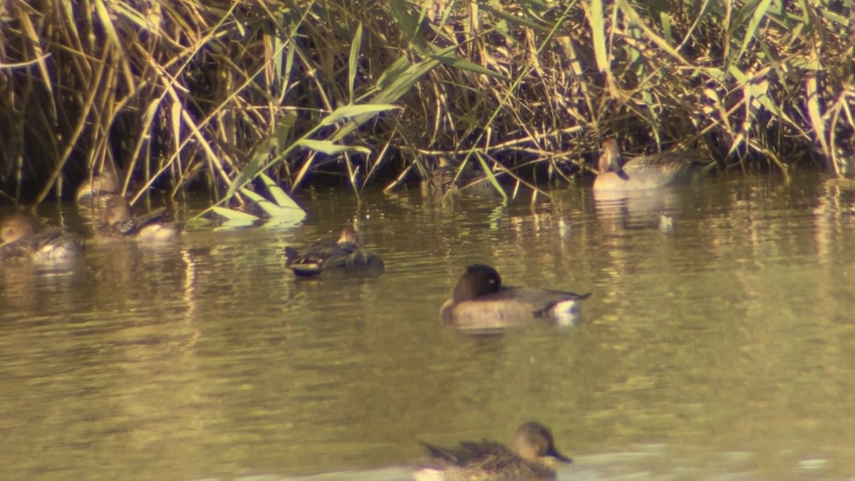 Tufted Duck - ML644266940