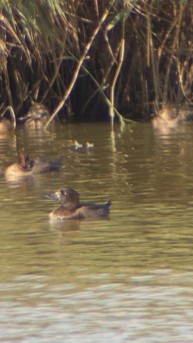 Tufted Duck - ML644266941