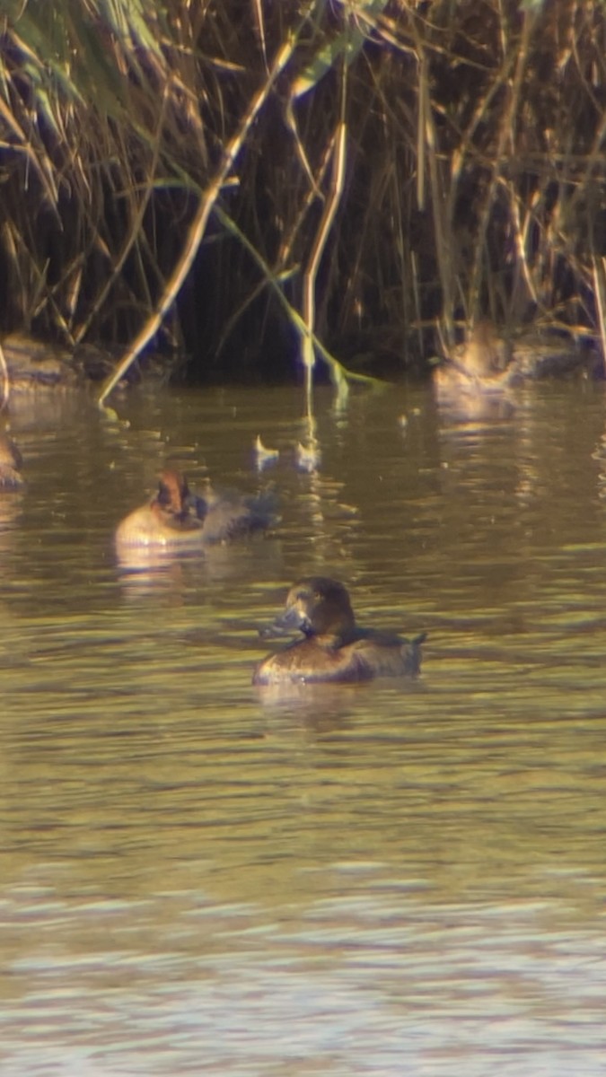 Tufted Duck - ML644266943