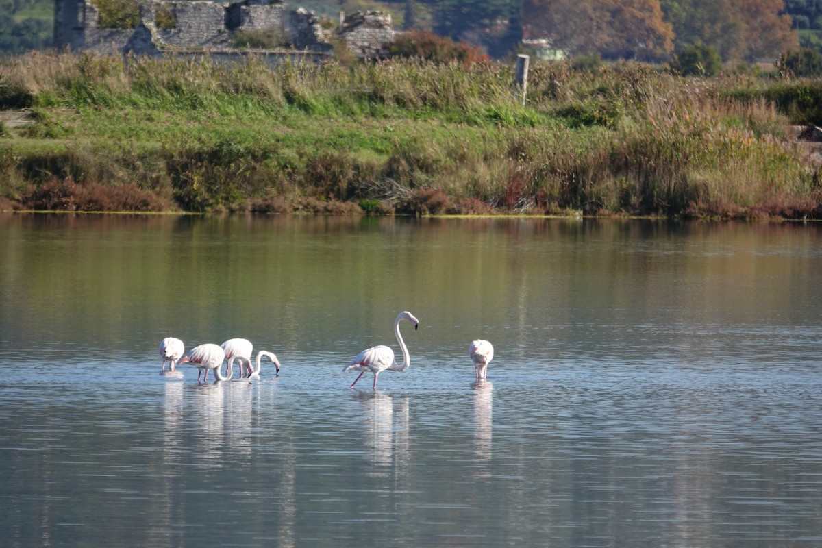 Greater Flamingo - ML644266953