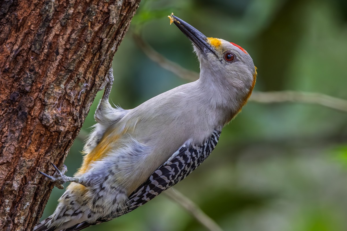Golden-fronted Woodpecker - ML644266954