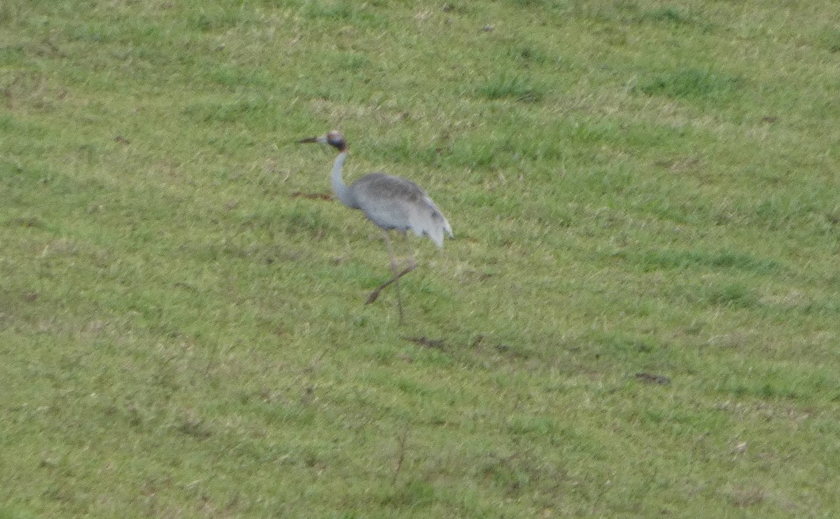 Brolga - ML644266956