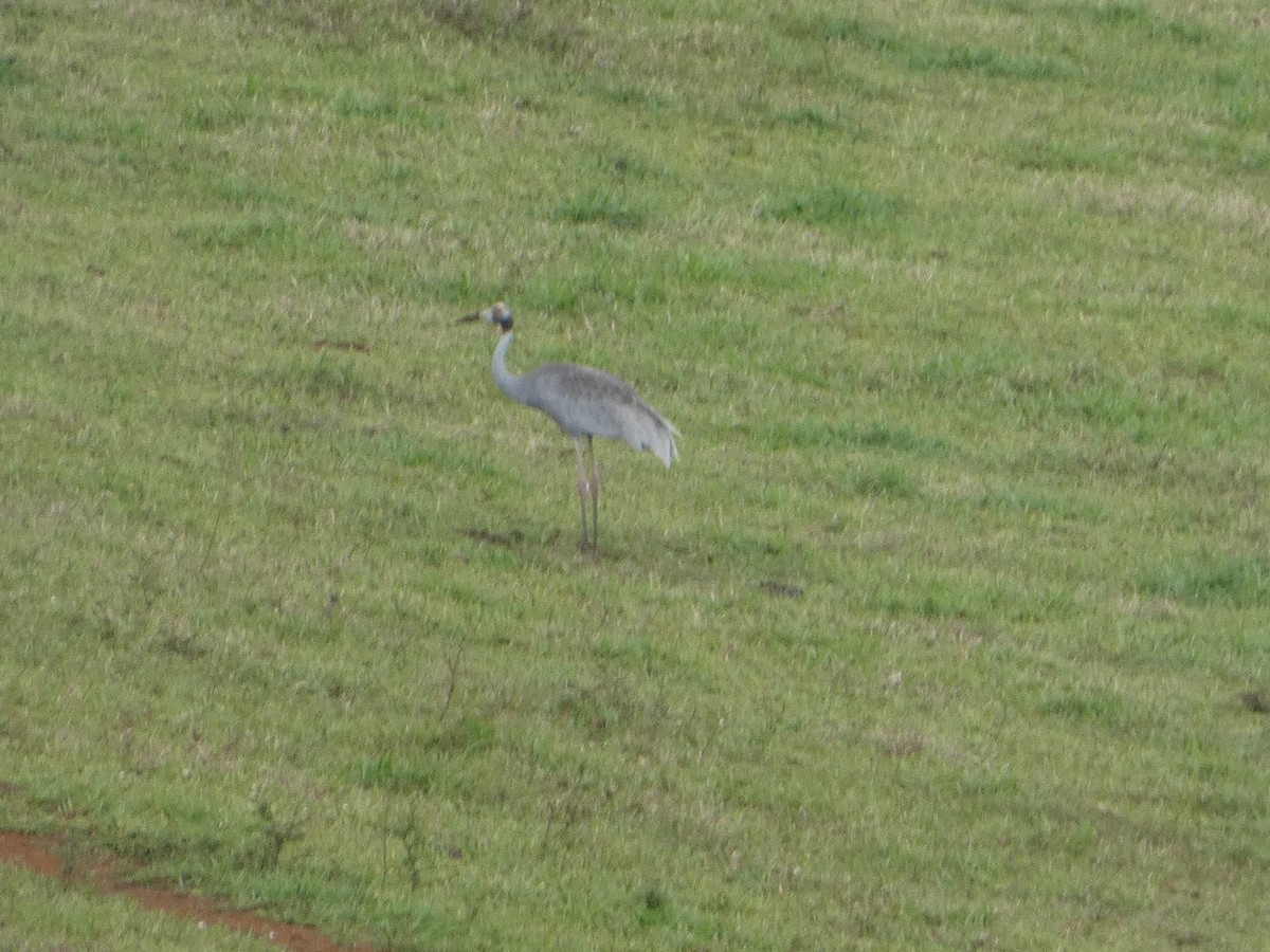 Brolga - ML644266957