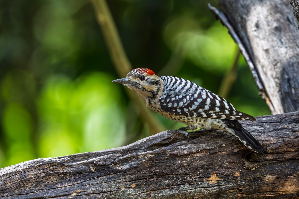 Ladder-backed Woodpecker - ML644266960