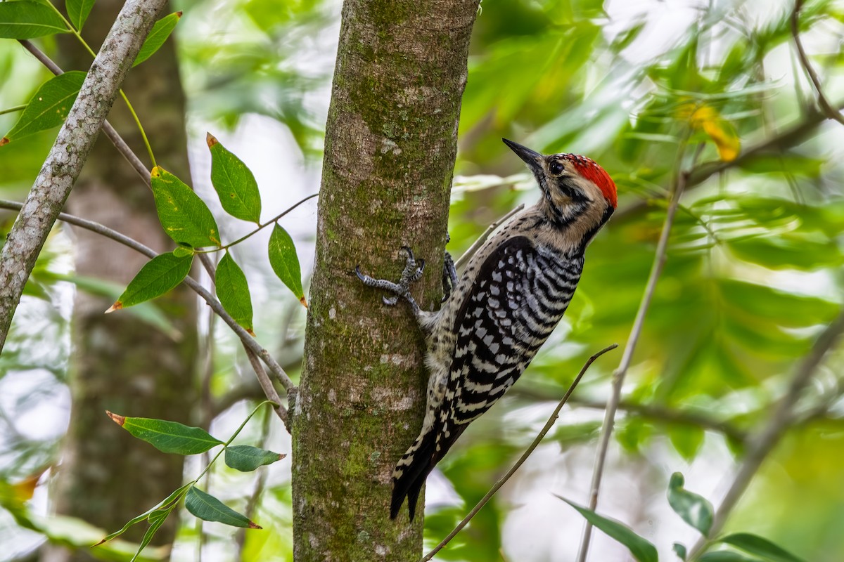 Ladder-backed Woodpecker - ML644266961
