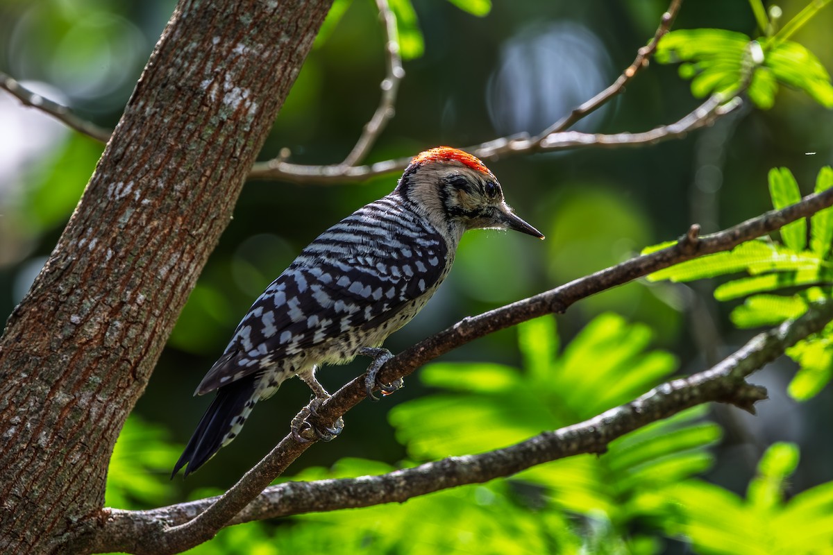 Ladder-backed Woodpecker - ML644266962