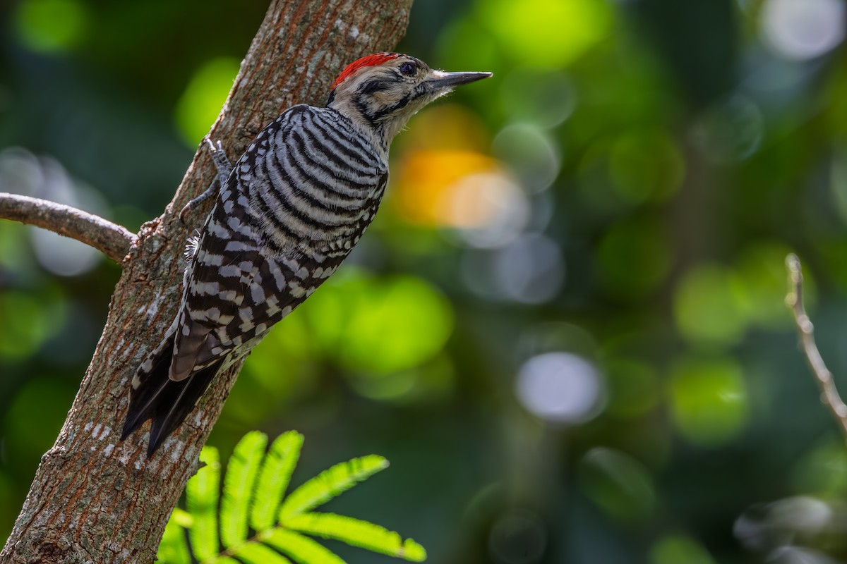 Ladder-backed Woodpecker - ML644266963