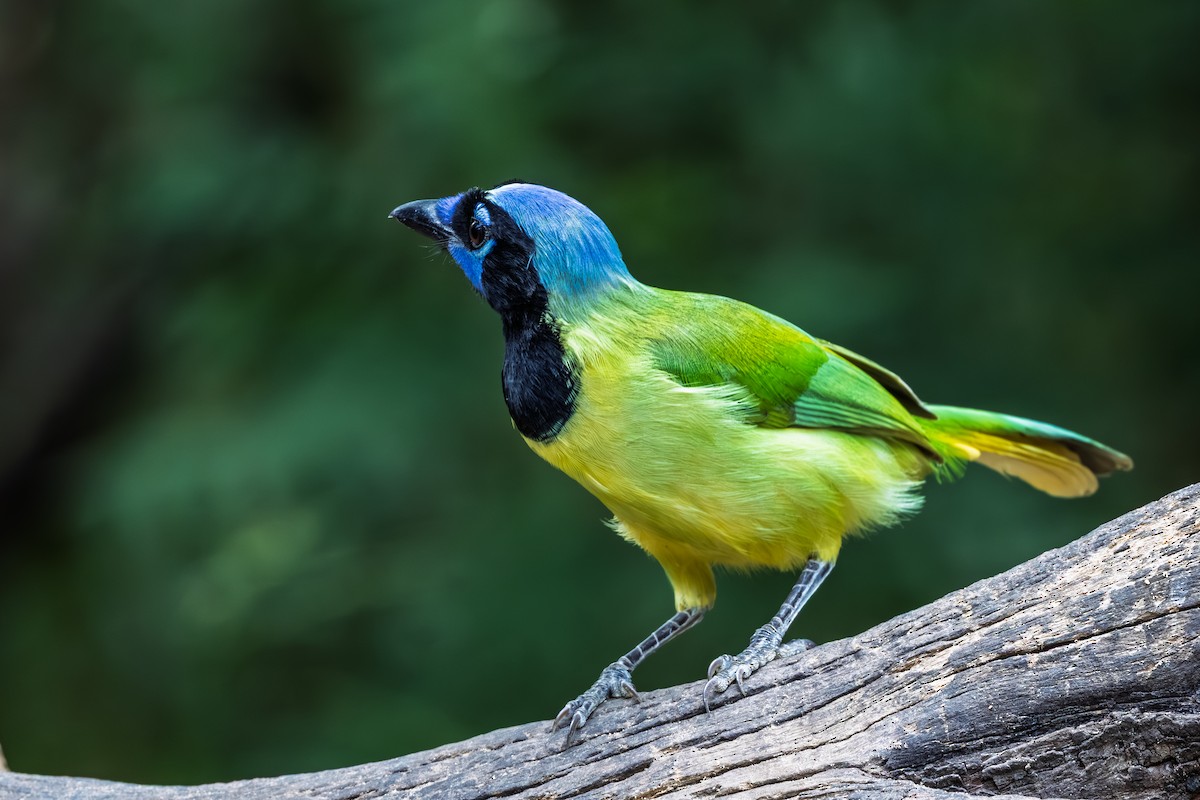 Green Jay - ML644266969