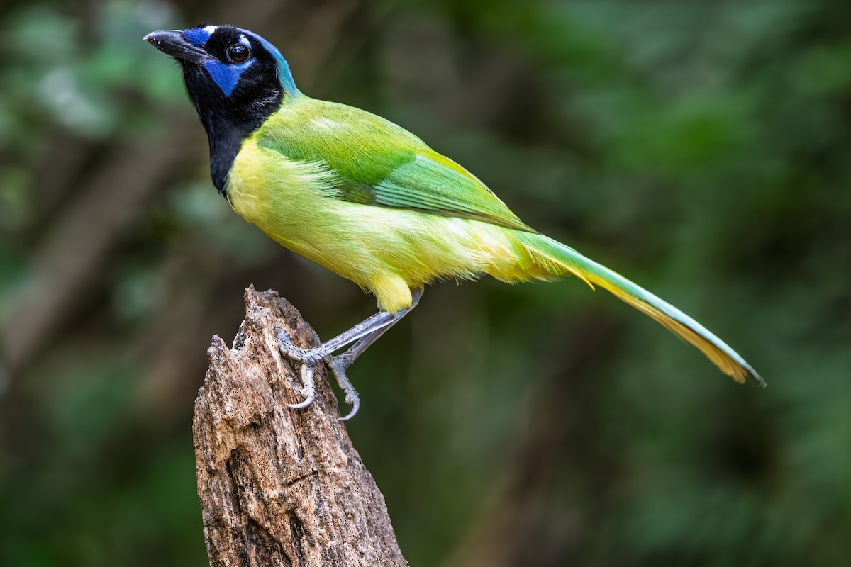 Green Jay - ML644266970