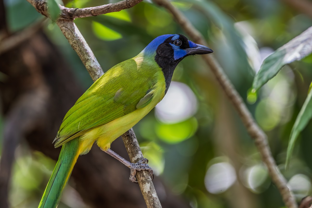 Green Jay - ML644266971