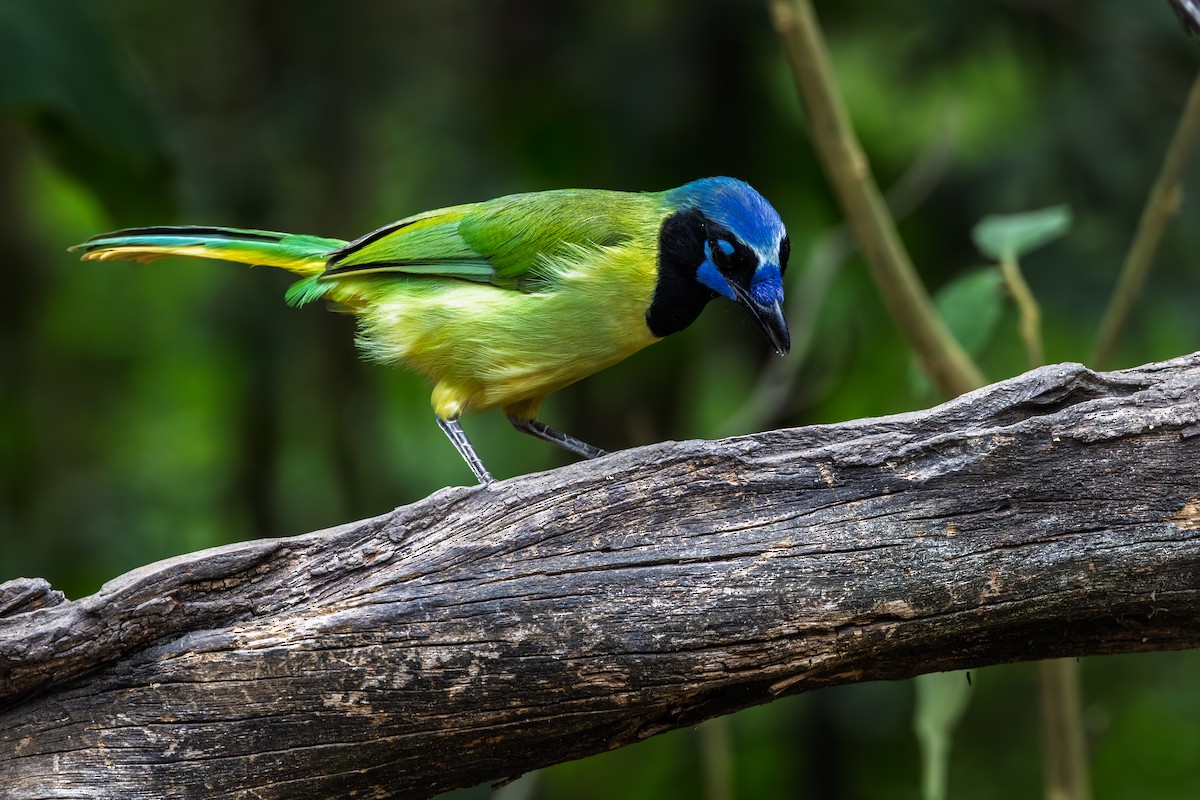 Green Jay - ML644266972