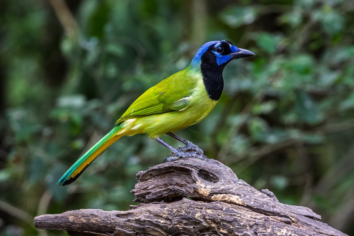 Green Jay - ML644266973
