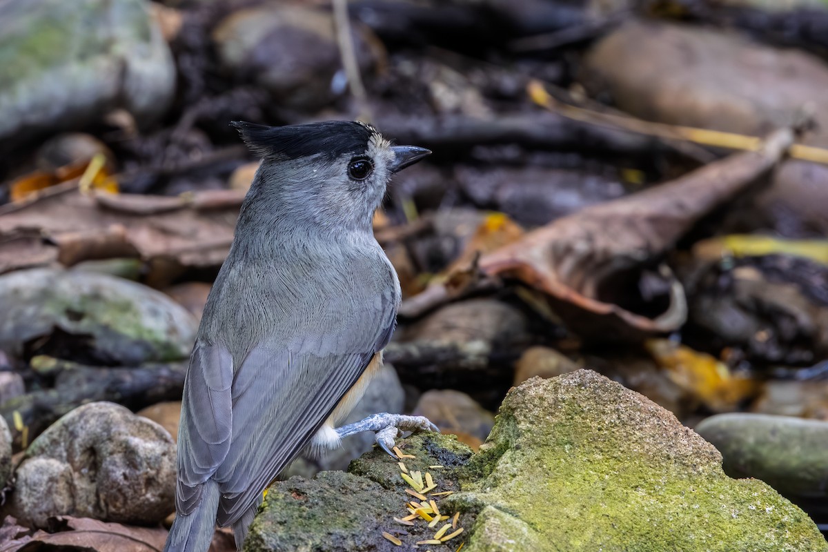 Чернохохлая гренадерка - ML644266976