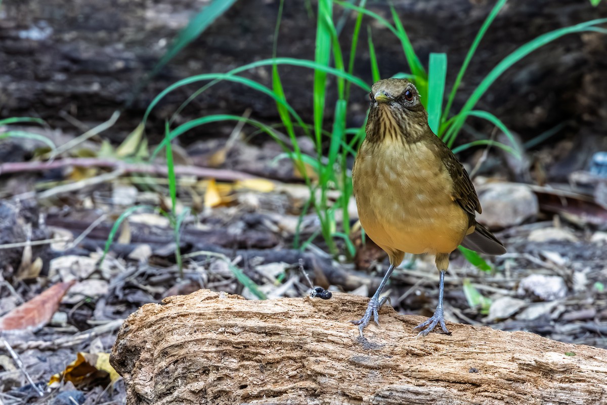Clay-colored Thrush - ML644266982