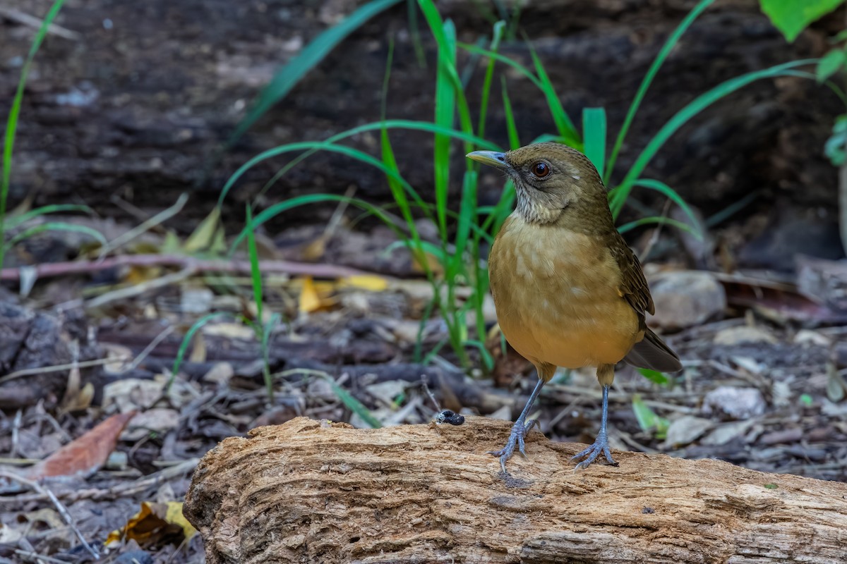 Clay-colored Thrush - ML644266983